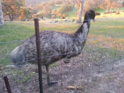 The emu that came up to the fence to check us out