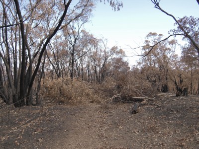 Mt Gawler